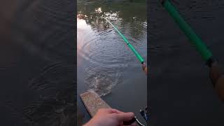 Early Bird Gets the Crappie Creek Fishing [upl. by Gottuard353]