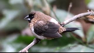 Whiterumped munia Lonchura striata  Tai Po Kau HK nature birds [upl. by Geoffry]