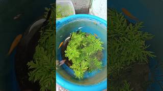 My fish setup tour 🐠🐟 shorts fish guppyfish mollyfish platty aquarium fishpond pets [upl. by Sielen887]