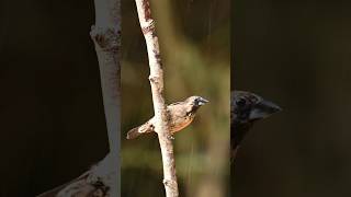 Whiterumped munia enjoying water dropletswish we get rain soon nature wildlife birds trending [upl. by Mateo]