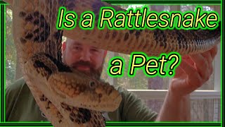 Rattlesnakes dont qualify as pets Do they [upl. by Ecnav165]