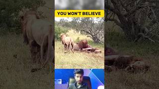 Rare Video Lion Eating Lion Alive Unbelievable Wildlife Encounter [upl. by Inaffit823]