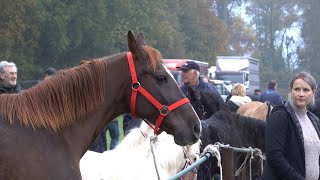 PAARDENMARKT LOTTUM 2024 Part 2 [upl. by Senilec405]