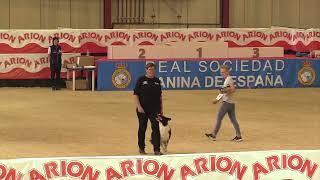 FCI World Championship Obedience 2023 – Sandra Rohrer  Burner Reesheja [upl. by Hartley]