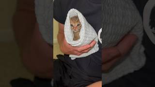 Purrito tutorial with 2xNuggets 🩷 [upl. by Svoboda]