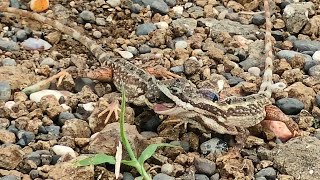 FAN THROATED LIZARD A Fight for being Alpha [upl. by Studner]