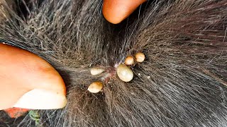 Dog Ticks Remove  Easy And Fast Way To Remove All Ticks From Poor Dog  Save Poor Dog EP 172 [upl. by Itnahs14]