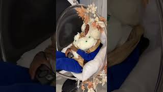 DUMPLING 🥟 COSTUME VIRAL 😱 funny rkgang comedy viralvideo viralshort halloweencostume [upl. by Ettebab982]