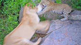 Leopard Mom Sacrifices Herself To Protect Her Cubs [upl. by Eluk]