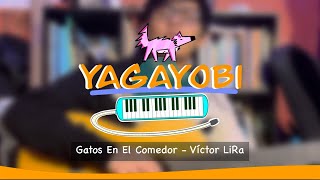 Gatos En El Comedor  YAGAYOBI [upl. by Notlad327]