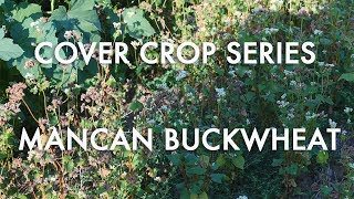 Mancan Buckwheat Noble Cover Crop Series [upl. by Ryann]