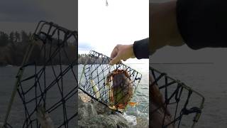 Dungeness crab catch with fishing rod and reel fishing crabbing shorts ocean [upl. by Anerhs]