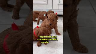 A Família Mais Fofa da Internet 😍😂🤌🥰🐕❤️ dog poodle filhotes puppy cachorros pets funnydogs [upl. by Jelsma]