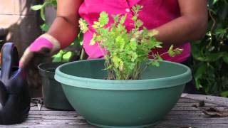 How to Transplant Cilantro  The Chefs Garden [upl. by Arawaj]