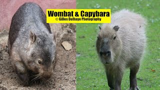 Wombat amp Capybara  The Differences  GDelhaye Photography [upl. by Ojillek76]