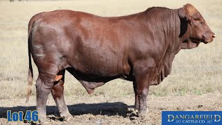 Lot 46 Dangarfield G242 PSIVF [upl. by Fan]