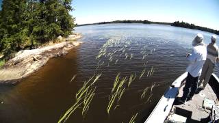 Muskie Fishing Canada [upl. by Burnside992]