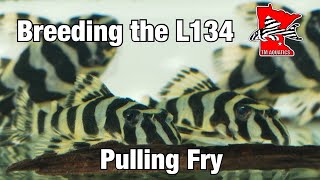 Pulling a Cave Full of L134 Pleco Fry [upl. by Ynaffets873]