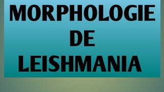 L3 parasitologie la morphologie de leishmania [upl. by Nnayr]