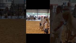 Intro Winning at the Goat Show Nigerian Dwarf Show Goats [upl. by Assillim]