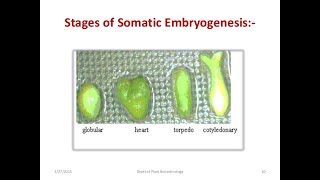 Why Plant Tissue Culture is miracle [upl. by Husch]