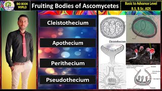 Fruiting Bodies of Ascomycetes  Apothecium  Cleistothecium  Perithecium  Pseudothecium  Hindi [upl. by Arakawa932]