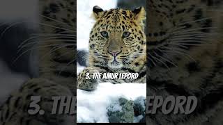 6 animals that will be extinct by 2030 shorts [upl. by Jocelyne]