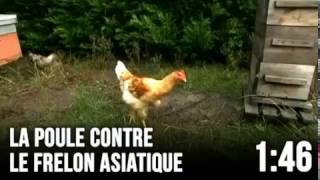 La solution contre le frelon asiatique les poules [upl. by Monney155]