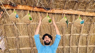 Gopa House Main Bht Birds Nest Laga Diya 😍  Apna Dihat [upl. by Nosnev]