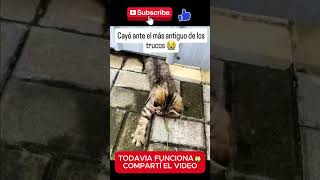 Cuidado robó a un gato que tiene collar🙀 gatos [upl. by Tannenbaum]