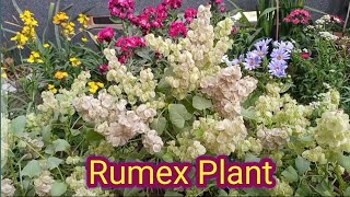 How to grow and care Rumex  bladder dock  plant [upl. by Yanad704]