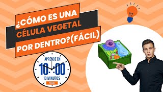 ¿Cómo es una célula vegetal por DENTRO  FÁCIL [upl. by Cranston]