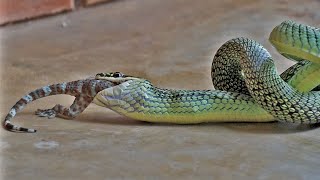 gecko eaten ALIVE by snake [upl. by Atteynek912]