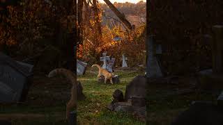 Cemetery Ground’s Keeper myanimalhouse myanimal cute mypethouse cat [upl. by Wilfrid]