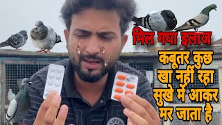 Kabootar Kuch  Kha Nhi Raha  Or 2 se 4 Din Me Mar Jata hai 💯इलाज viralvideos mahirsingh1350 [upl. by Lleval]