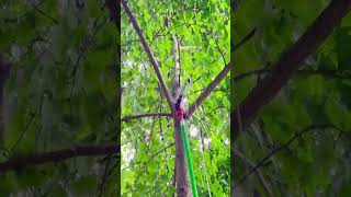 High altitude tree pruning tool goodtools smartwork [upl. by Eive]