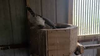 Tiercel Gos displaying [upl. by Halyk]