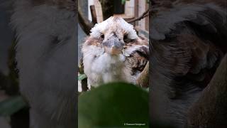 Kookaburra CloseUp  Lachender Hans Großaufnahme Birkenheide  Tierpark [upl. by Ahseyi516]