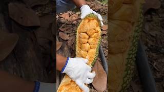 Buah Cempedak fruit fruitcutting cempedak [upl. by Aisset]