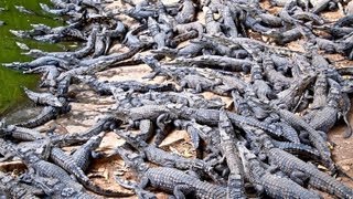 Croc Farm Ivato 10000 crocodiles ready to be turned into a kebab or handbag [upl. by Notgnirrac]