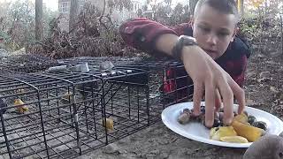 Young Woodsman Learn How to Trap a Squirrel [upl. by Acnoib]