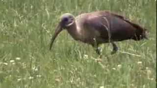 ibis białowąsy Bostrychia hagedash Hadada Ibis Hagedash Ibis hagedash Хагедаш [upl. by Shurlock]