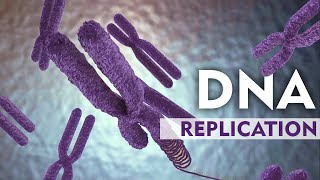 DNA Replication Explain with 3D Animation [upl. by Pellegrini286]