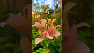 Bougainvillea shorts amazing trending flowers [upl. by Etteniuqna167]