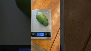 Avocado Aravaipa fruit size [upl. by Husha690]