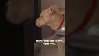 Cesar Millan PROVES Anxious Dogs Can Change dogwhisperer dog cesarmillan [upl. by Devaney]