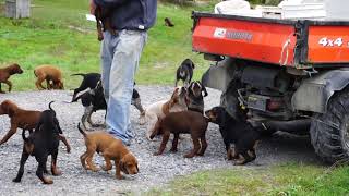 Absolute heaven 101 Coonhound puppies and no Cruella Deville [upl. by Joses932]