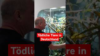 Exotische Tierhaltung in Deutschland Was ist deine Meinung terrarium aquarium tiere [upl. by Chu]