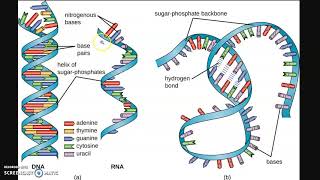 RIPASSONE  Biologia molecolare 1 Struttura di DNA RNA e proteine [upl. by Ffilc365]