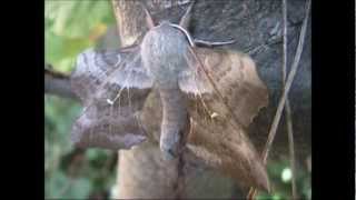 Poplar Hawk Moth Laothoe populi [upl. by Yleik]